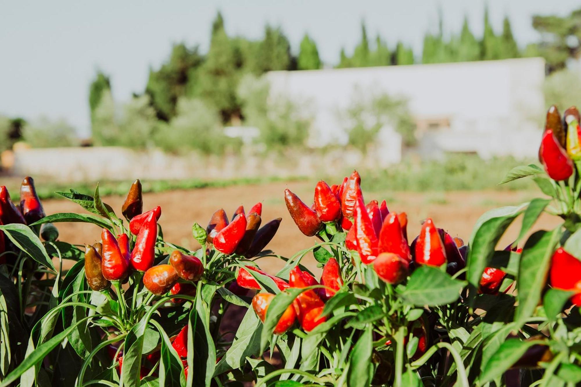 Masseria L'Uliveto Agri Resort أوترانتو المظهر الخارجي الصورة